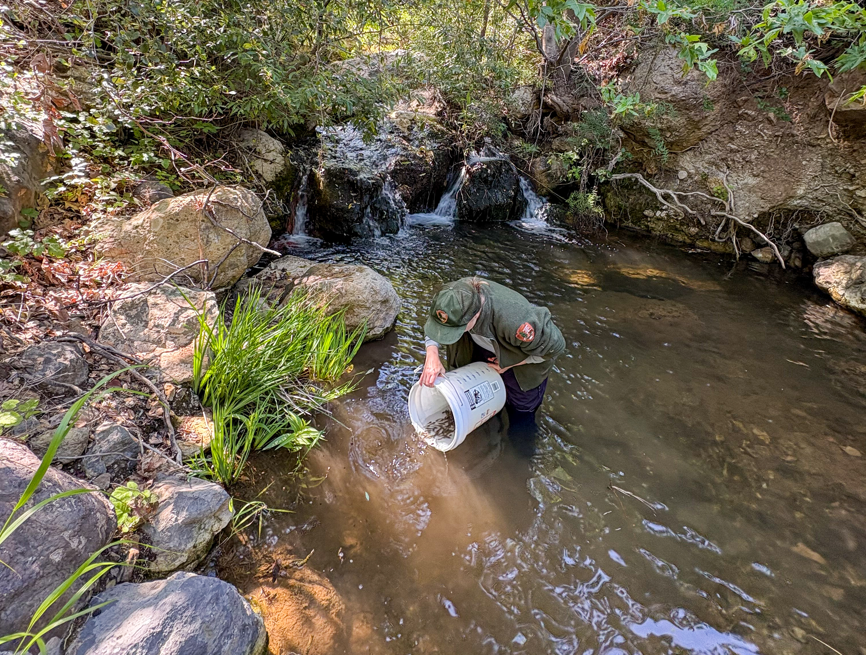 Hundreds of California red-legged frog tadpoles raised at Aquarium of the Pacific released in the Santa Monica Mountains