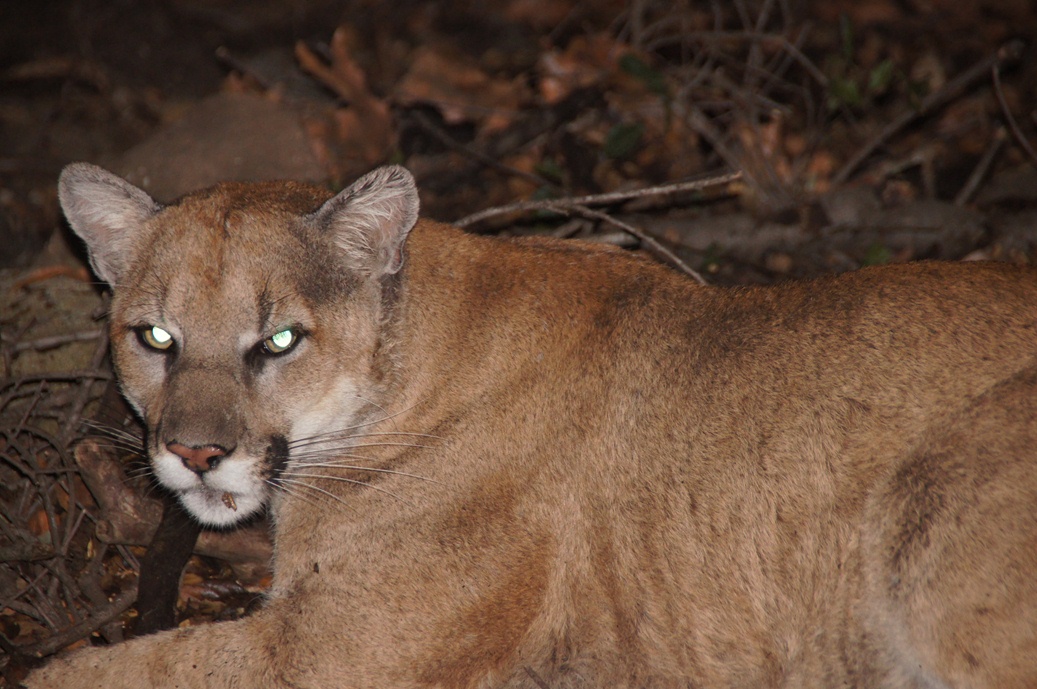 P-22 (adult male mountain lion)