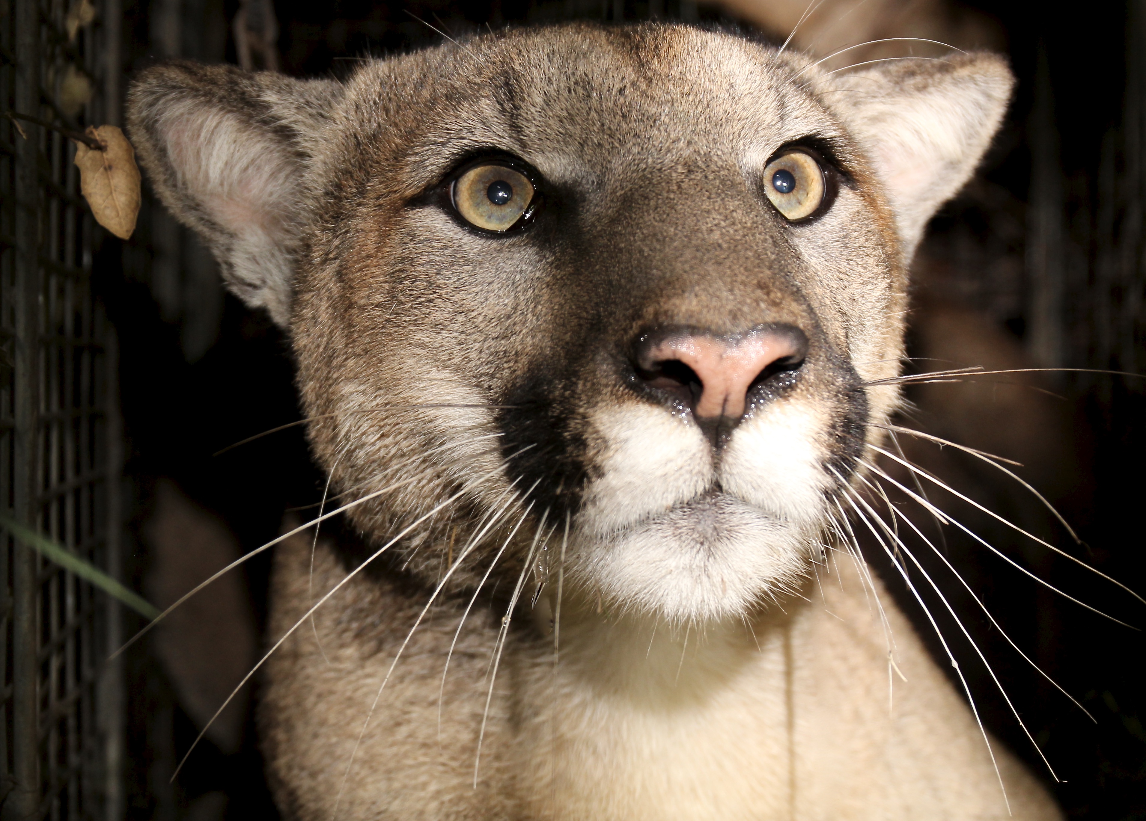 P81, first collared mountain lion to have reproductive and tail defects in Santa Monica Mountains
