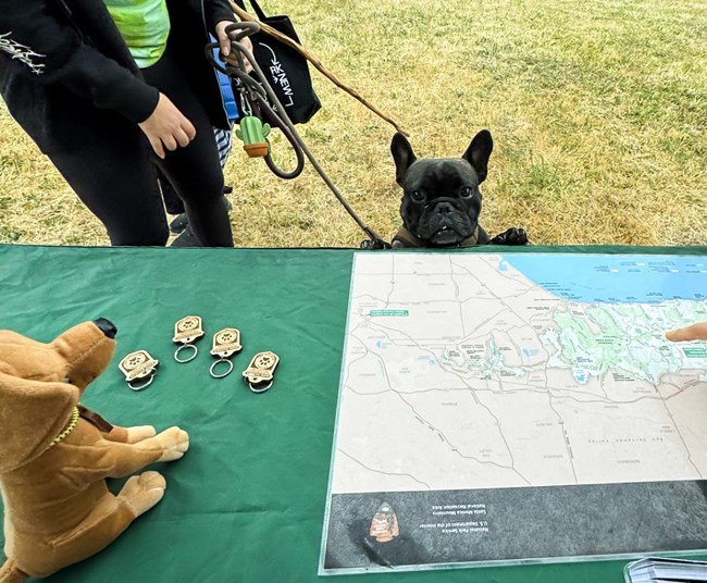 Dog on leash peeking over a table with map