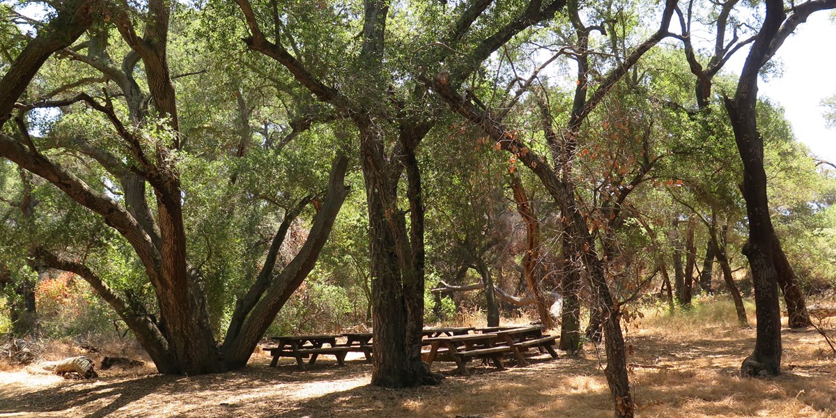Large oak trees surround picnic tables with a woman on the left staring up at the trees