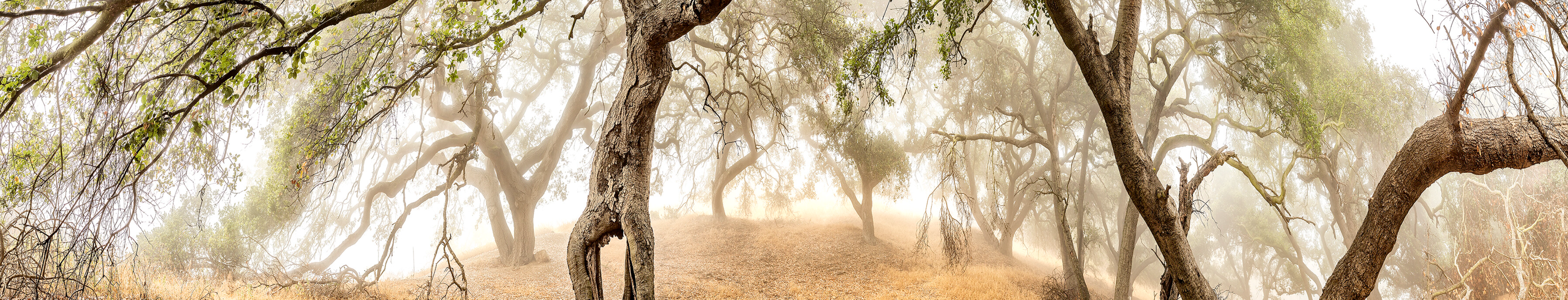 A landscape of twisting trees along a trail. A layer of fog creeps in and out of the landscape.