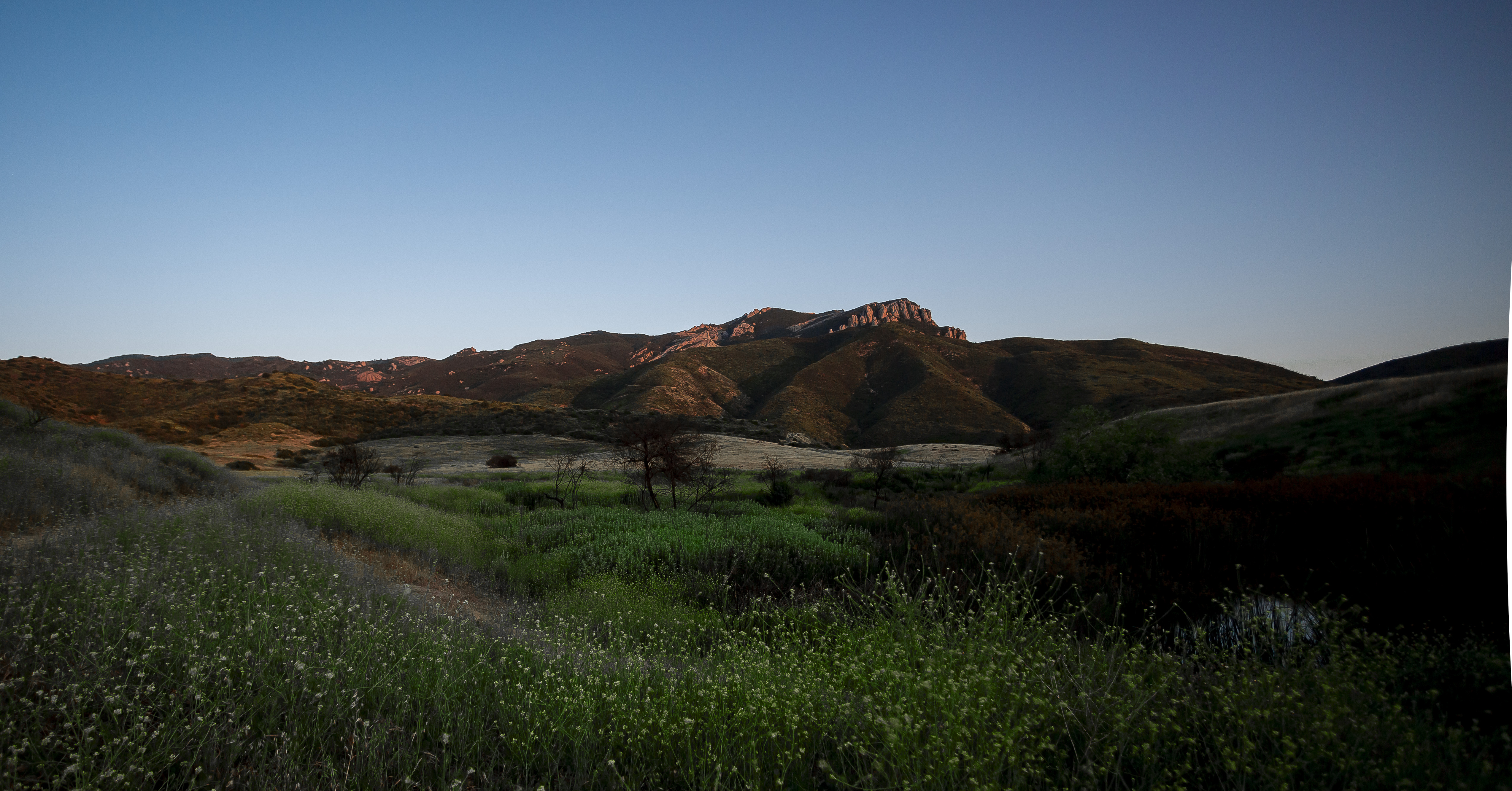 Mountain at sunset with flowers in the field below.