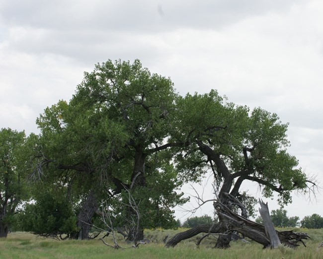 Gnarled cottonwoods, a few of the very oldest making them potential witnesses to the Sand Creek Massacre.