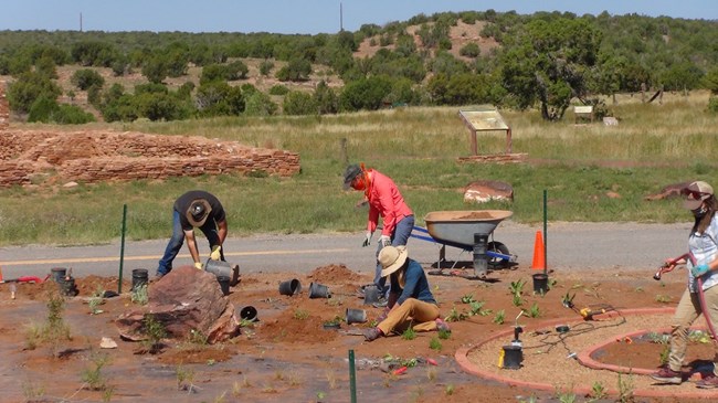 Four people planting seedlings in a new garden.