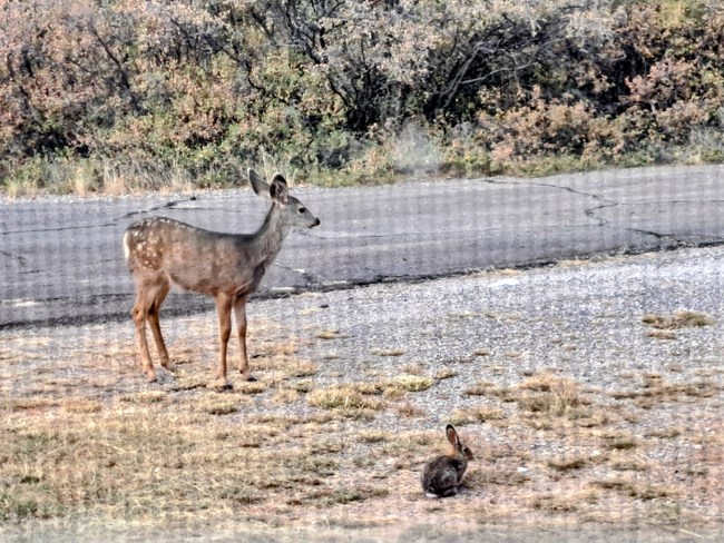 Deer and Rabbit