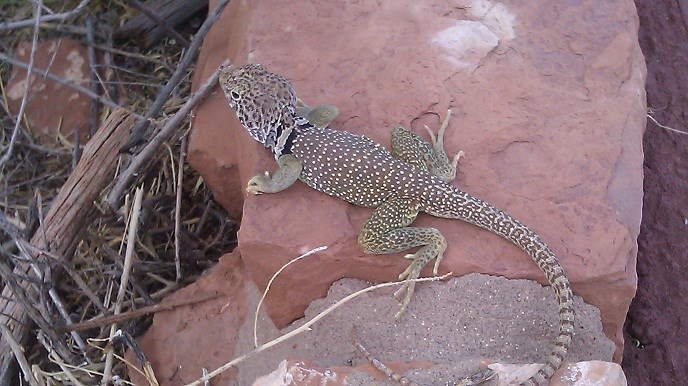Collard Lizard