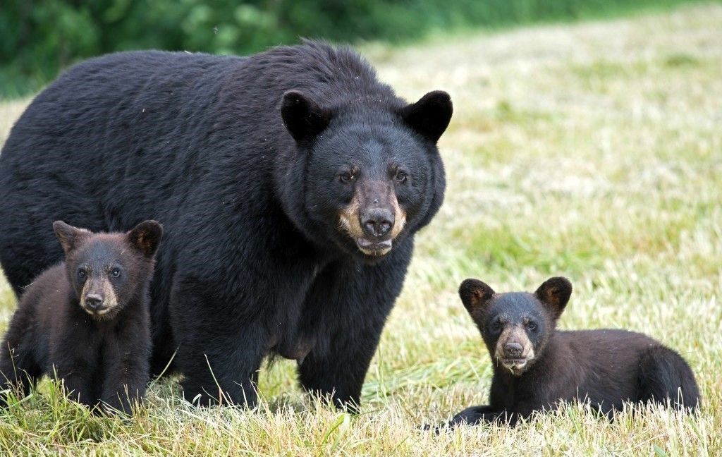 Black Bear and Cubs