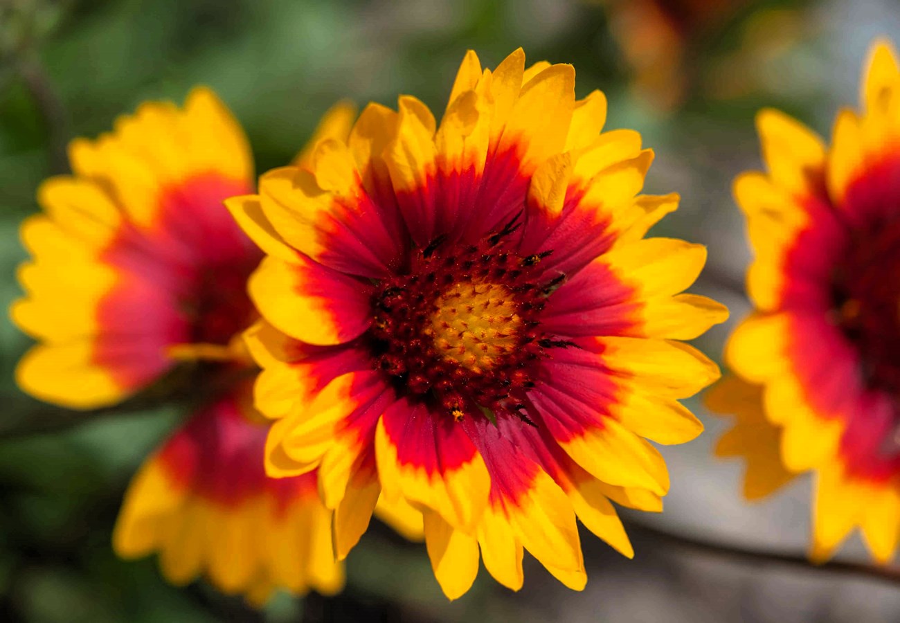 Blanket Flower at Abo