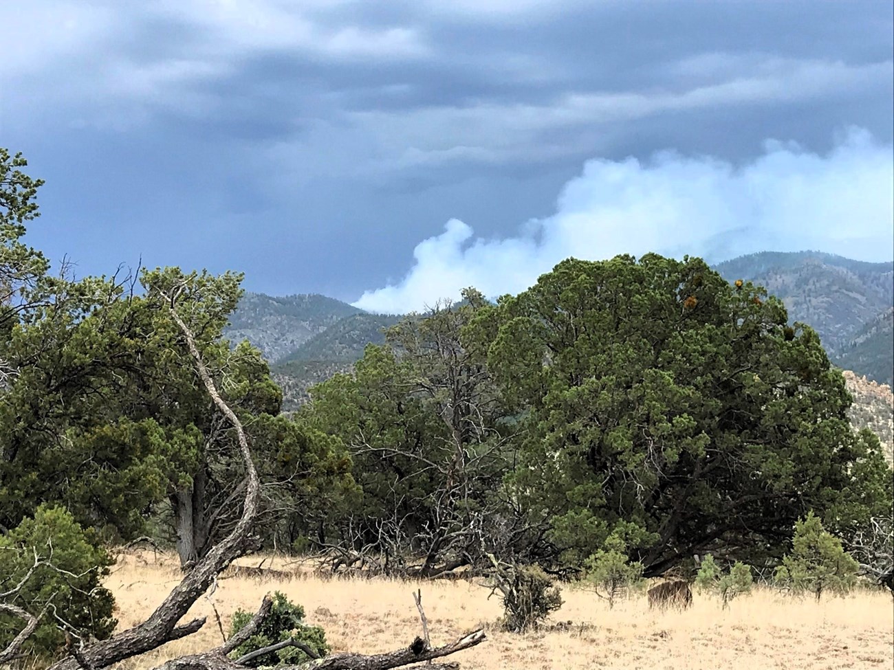 Cibola National Forest