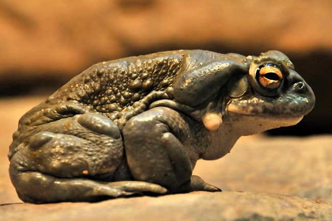 Colorado river toad