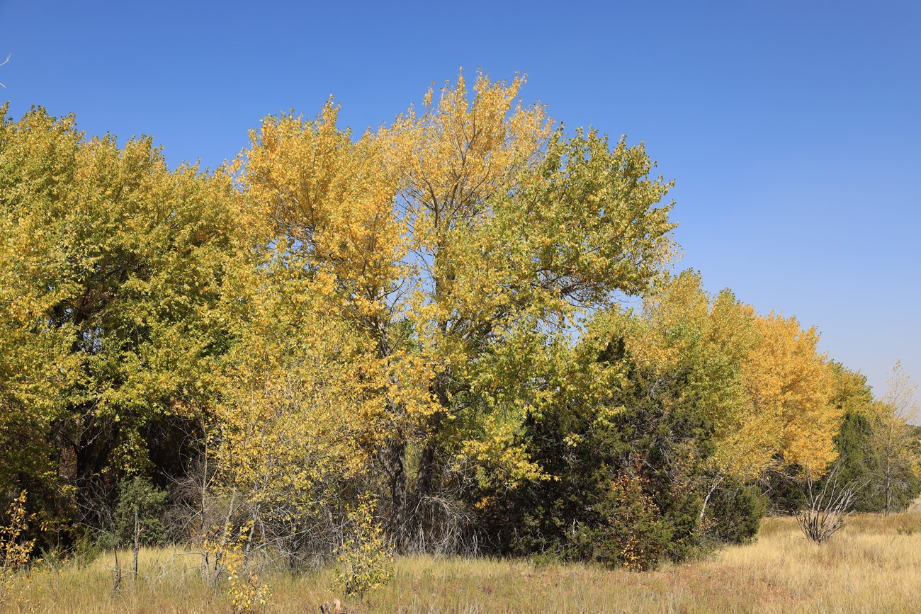 Cottonwood Tree at Quarai
