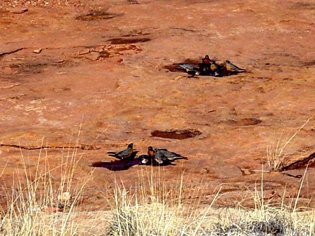 Picture of American Robins at Abo.