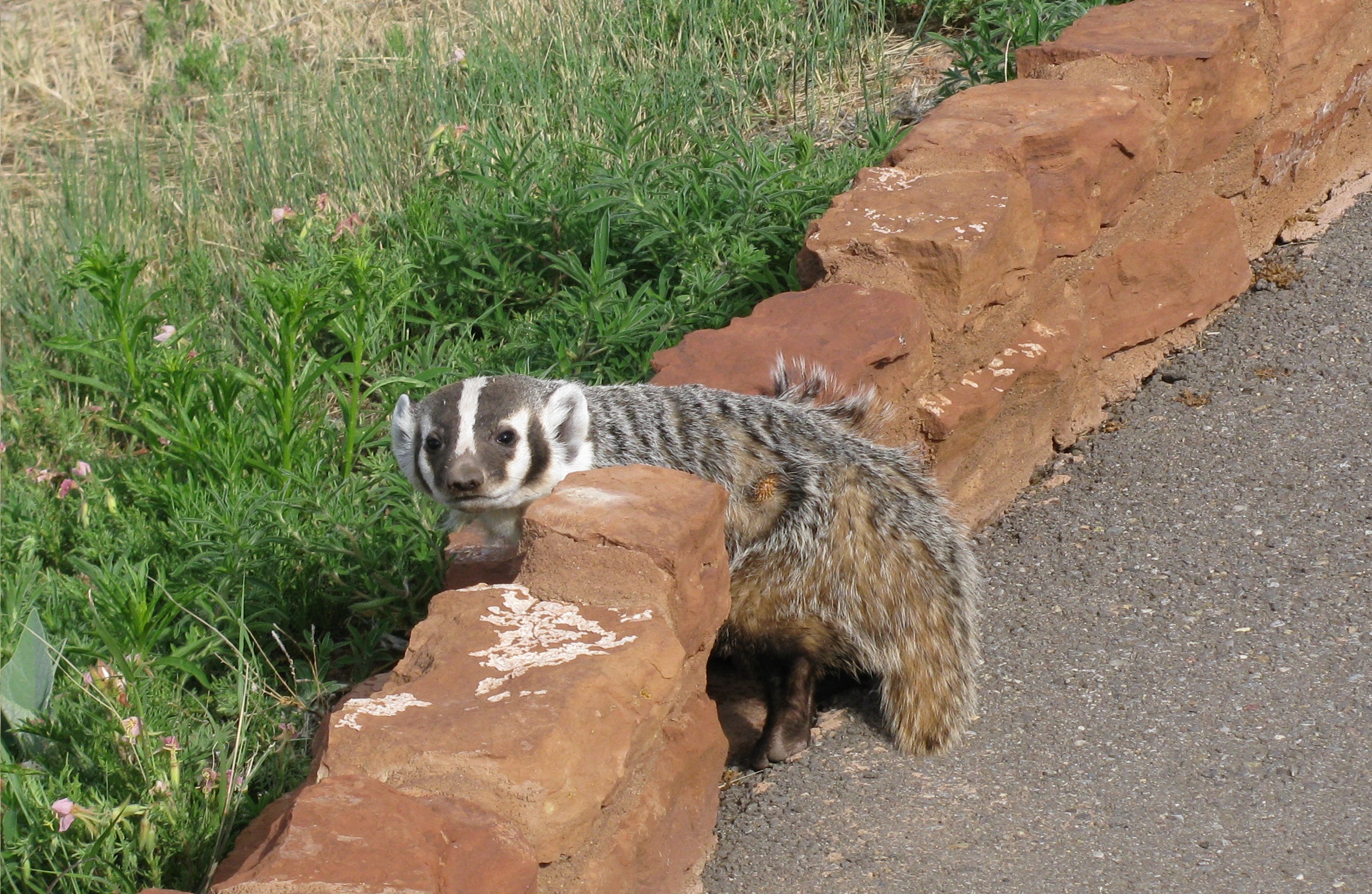 A badger on a wall at Quarai