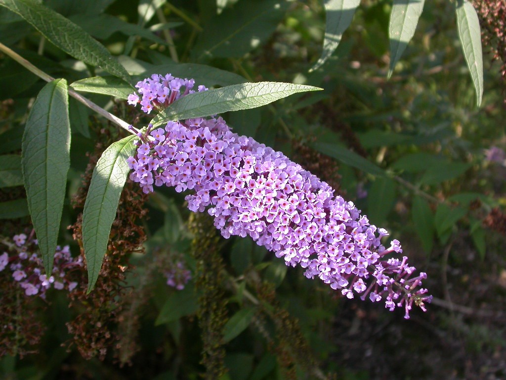 Buddleja davidii, an invasive flowering species.