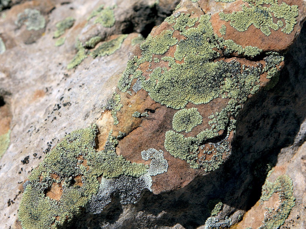 Lichen on Rock