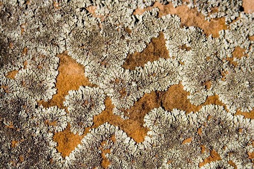 Lichen