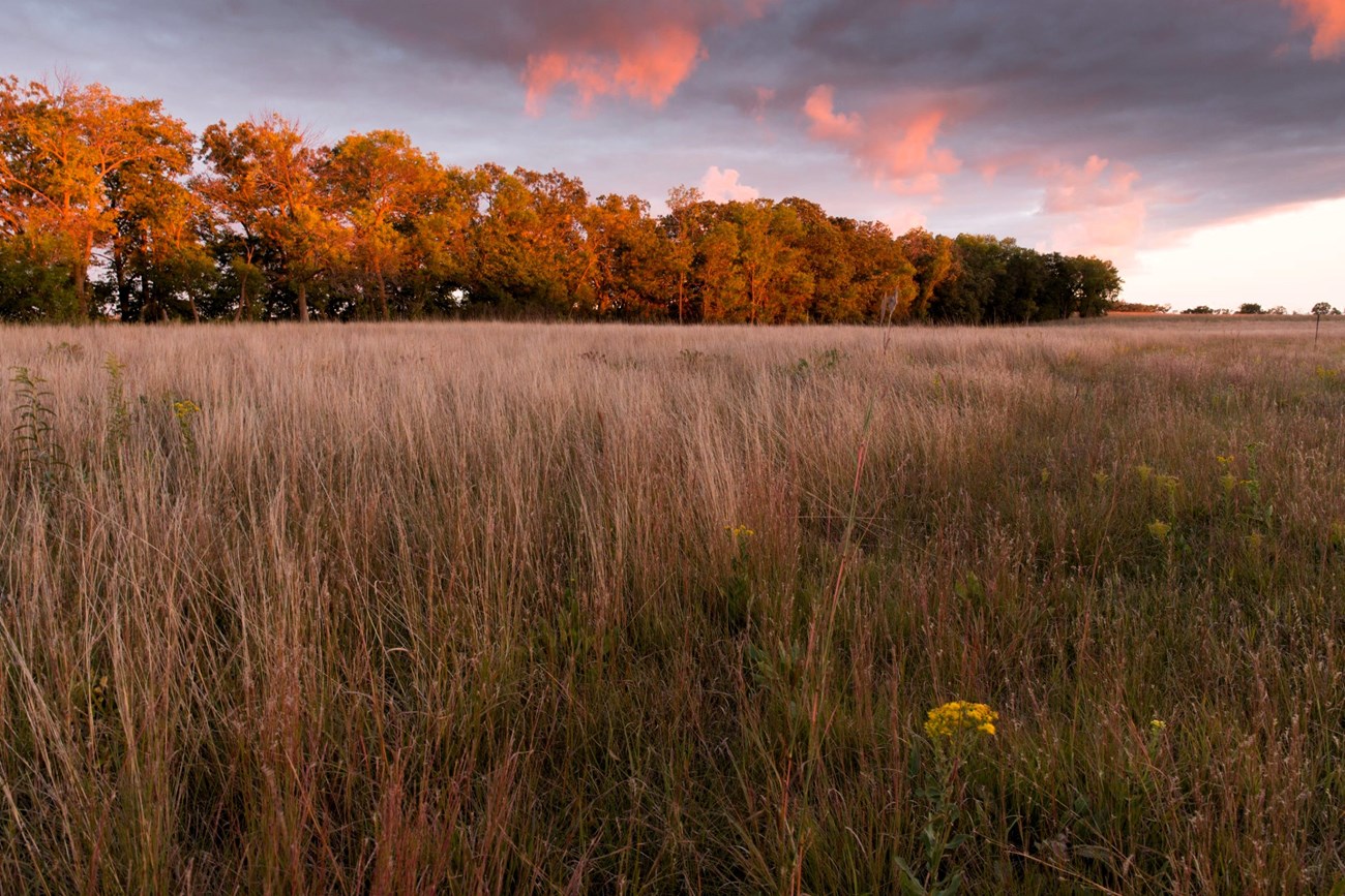 New Mexico Grasslands