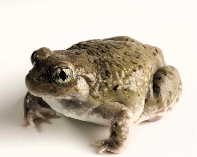 New Mexico Spadefoot Toad