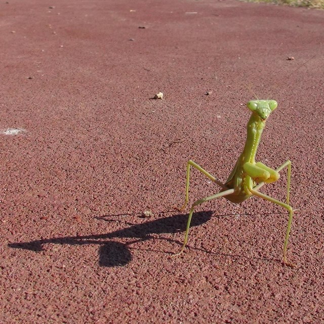 Praying Mantis