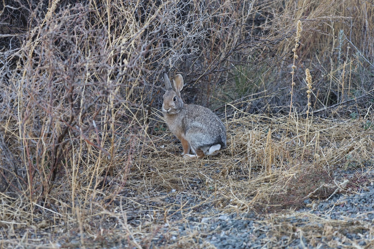 cottontail rabbit