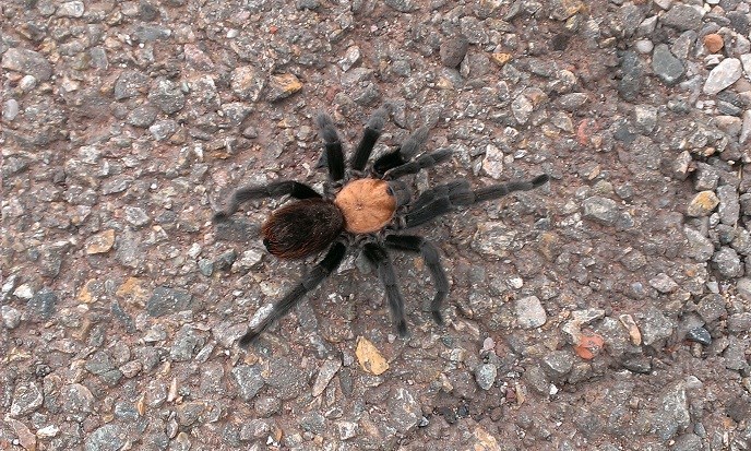 tarantula