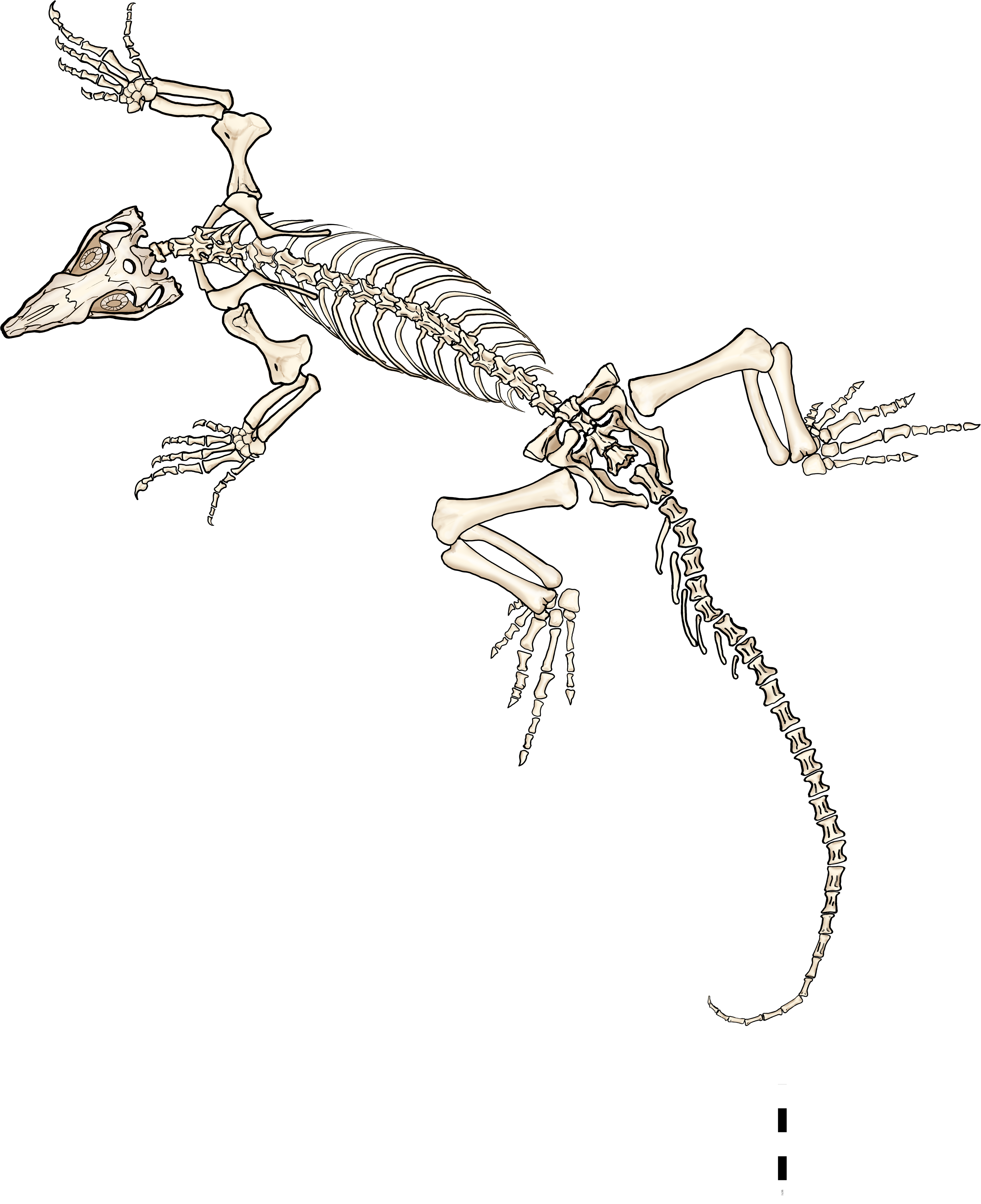 Full life-illustration of Varanopid skeleton