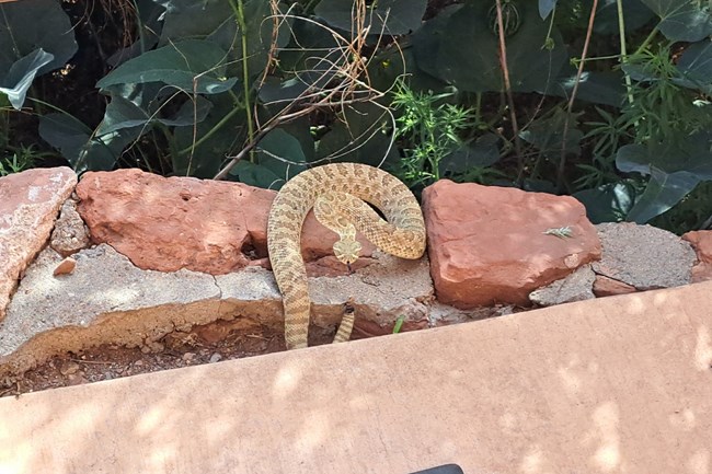 A rattlesnake ready to strike