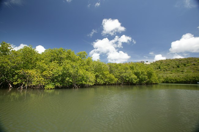 Photo of mangroves at Salt River Bay from the water