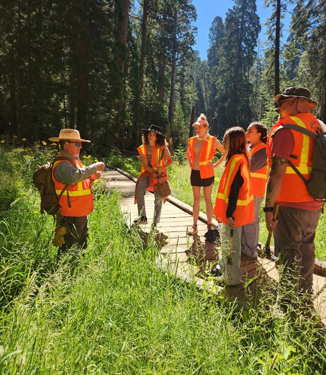 A group of volunteers in orange safety vests look at invasive plants in a meadow.