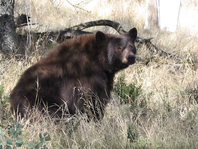 Black bear in Foothills of Sequoia National Park