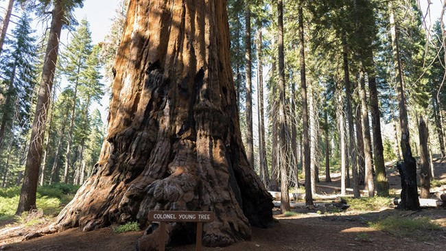 The base of a large sequoia with a sign in front of it. Sign reads: Colonel Young Tree.