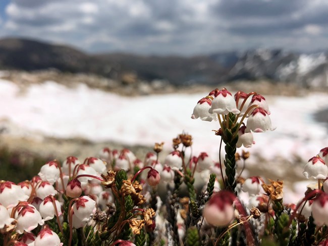 Closeup view of white bell-shaped flowers of dwarf  evergreen shrub with snowfield out of focus in background.