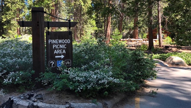 A wooden sign reading "Pinewood Picnic Area" with an arrow pointing to picnic tables.