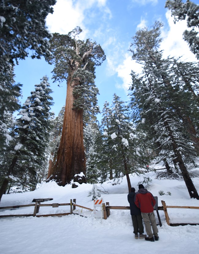 Two visitors stand underneath the general grant tree covered in snow.