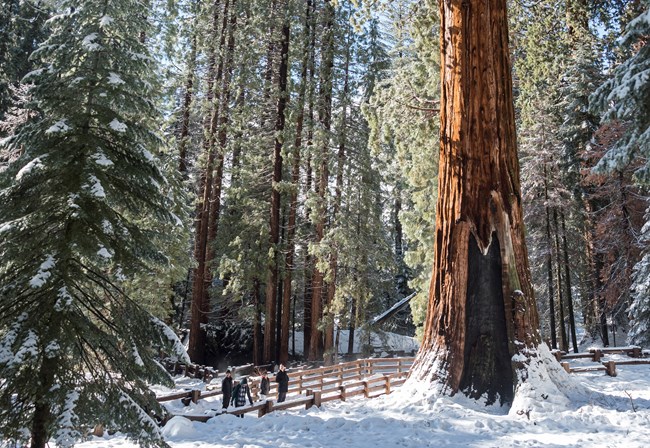 A group of visitors walk on a snowy trail under Sequoias.