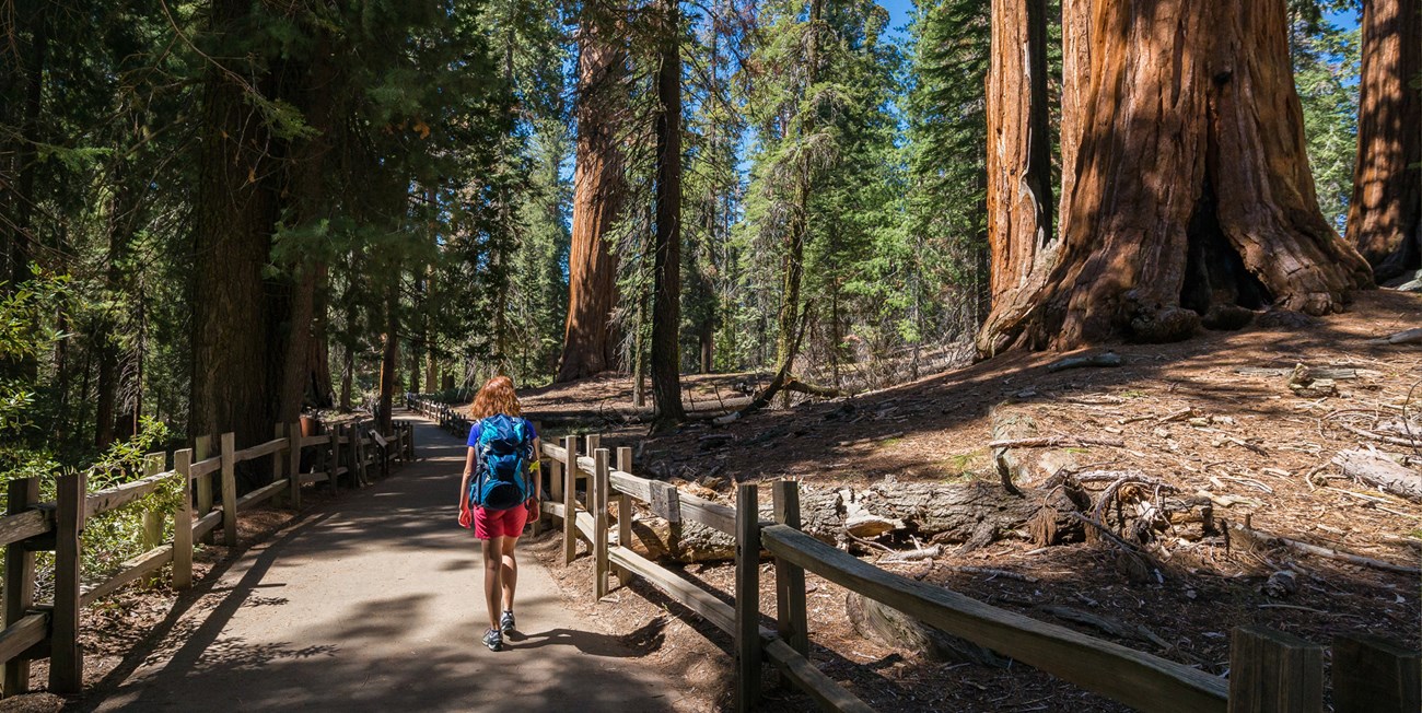 Visitors walk by sequoia trees glowing orange in the sun.