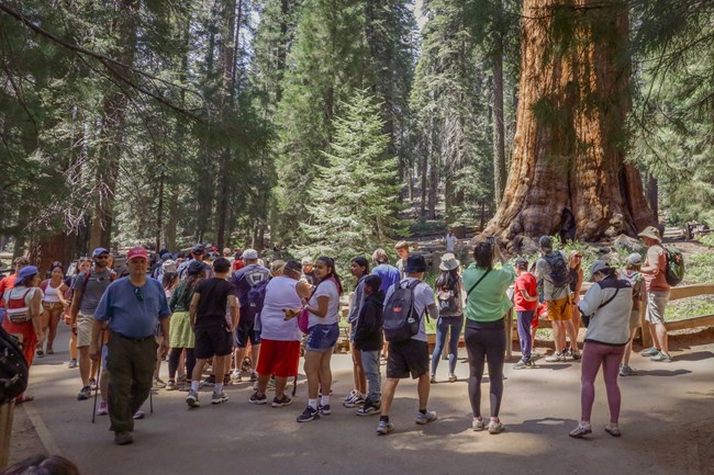 A group of visitors taking pictures of the General Sherman tree.