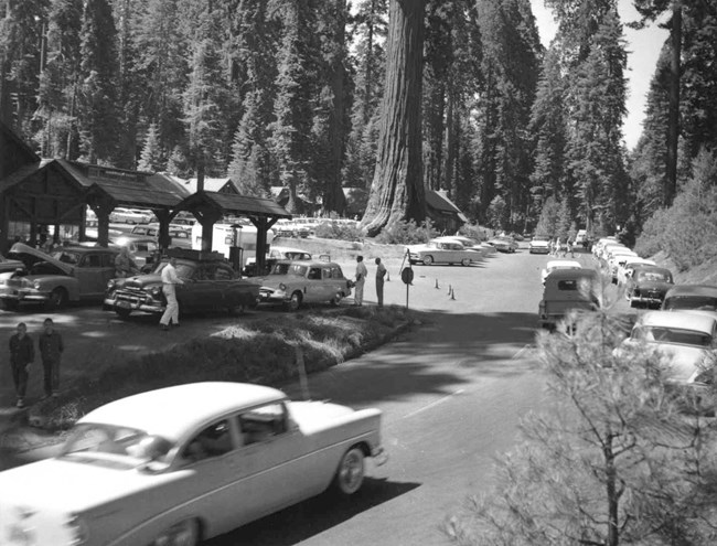 Cars from the 1950s travel on a road through a forest