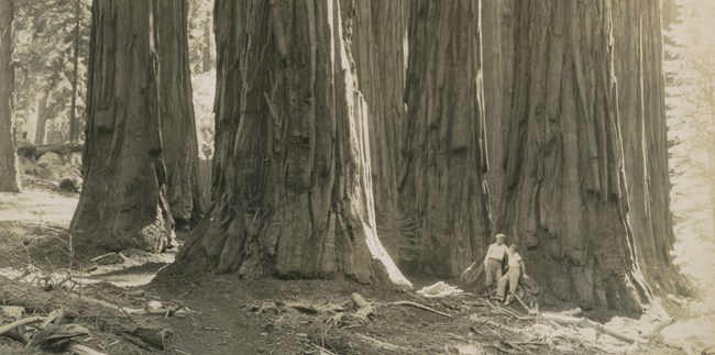 Two visitors in 19th century clothing standing underneath a group of sequoia trees.