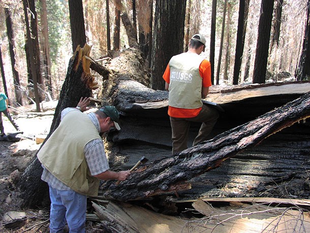 USGS biologists conduct bark beetle surveys in a forest plot.