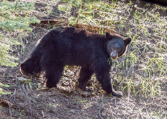 A juvenile black bear with grass in its mouth.