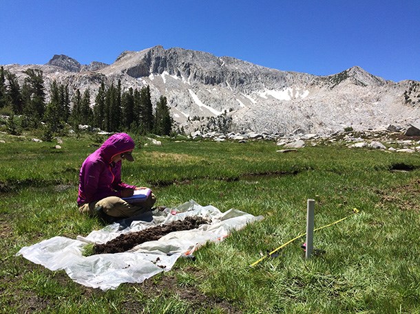 Field biologist examines wetland soil profile to characterize wetland type.
