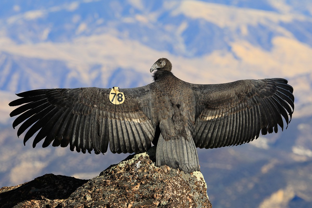 A fledgling California condors spreads its wings to absorb the sun's rays.