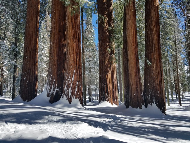 Group of six giant sequoias in the snow