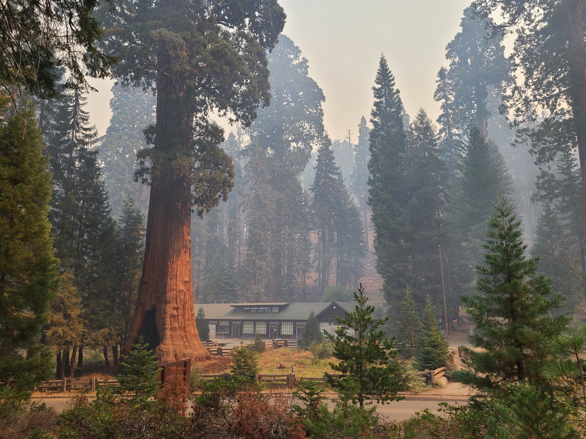 A smoky view of a giant sequoia tree and park facilities during a wildfire