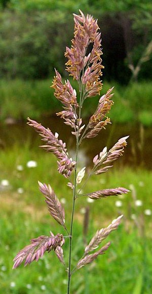 The mature flowering head of velvet grass