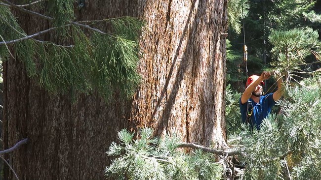 Research scientist dangling from a climbing rope up in a giant sequoia collects foliage from a nearby branch. .