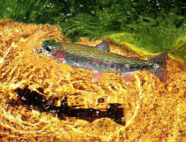 Rainbow trout. Photo by: Andy Harrison.