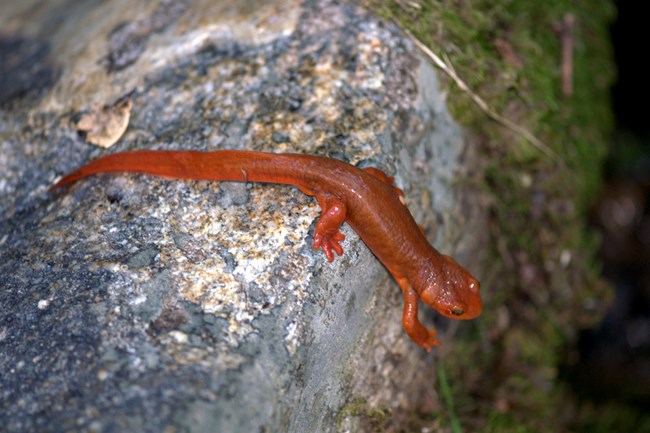 California newt. Photo by Tony Caprio